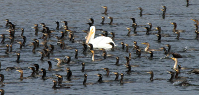 American White Pelican with Neotropic Cormorants
