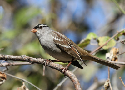 White-crowned Sparrow, FM 315