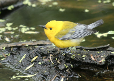 Prothonotary Warbler, Paradise Pond