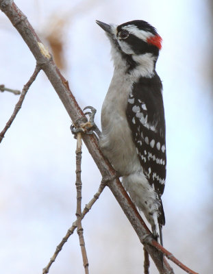 Downy Woodpecker, Waxahachie Creek Park
