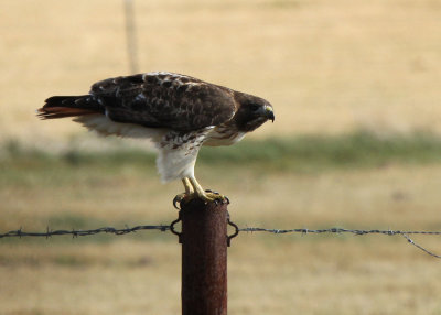 Red-tailed Hawk, Chemlar Road