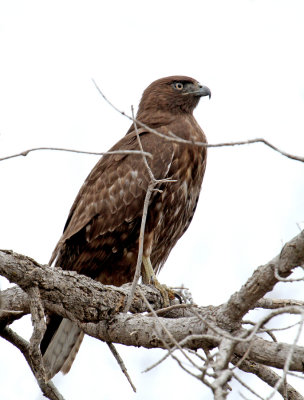 Harlan's Red-tailed Hawk, Getzendaner Road