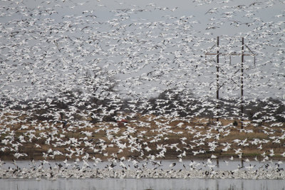 Snow and Ross's Geese on FM 85, in Jan. 2013