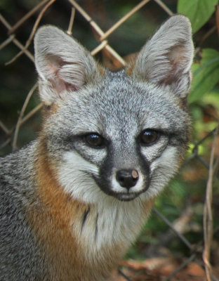 Regular Red Fox visitor.