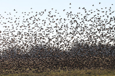 Blackbirds near Mankin Cemetery