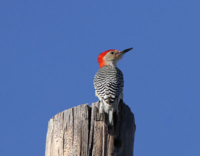 Red-bellied Woodpecker