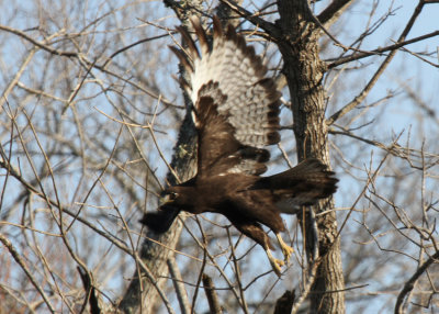 Harlan's Red-tailed Hawk, dark morph, Navarro County