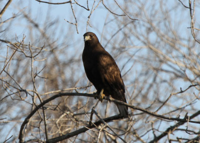 Harlan's Red-tailed Hawk, dark morph, Navarro County