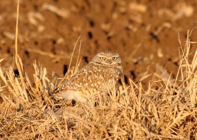 Burrowing Owl, Mechlar Road