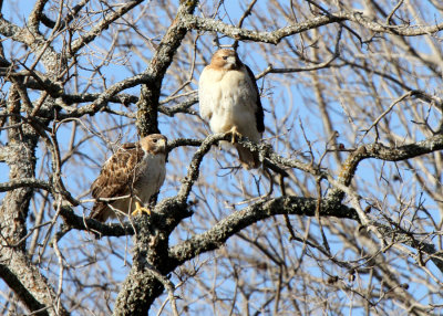 Lynn's Red-tail Hawks, Creslenn Park 