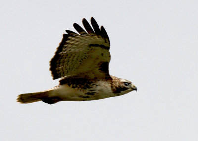 Red-tailed Hawk, Cut-off Road 