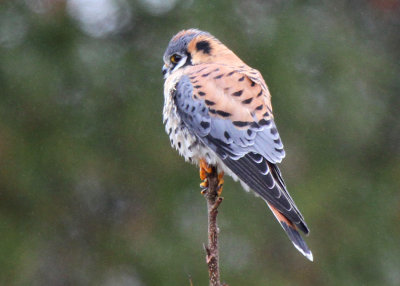 American Kestrel, Navarro Mills