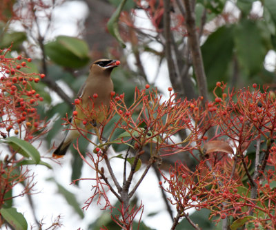 Cedar Waxwing, Cedar Creek Lake, Henderson County