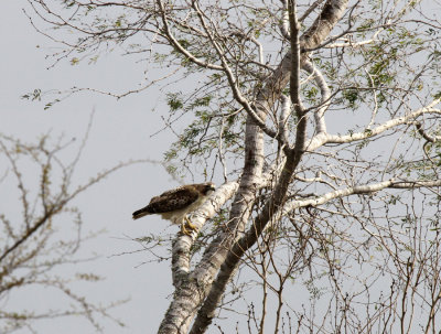 Red-tailed Hawk, FM 666