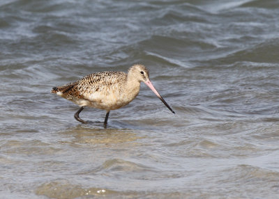 Marbled Godwit Packery Channel 