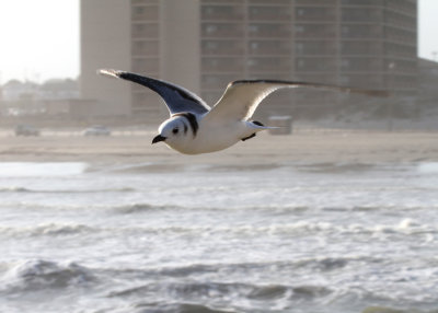 Black-legged Kittiwake in Flight