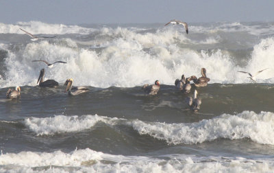 Late Day Feeding Along Port Aransas Beach