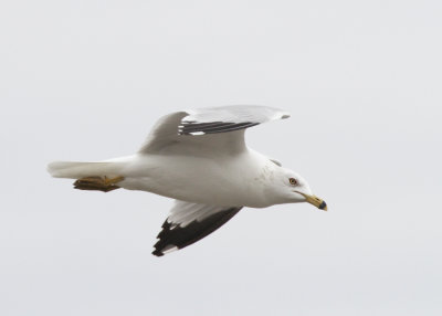 Ring-billed Gull, Rockport