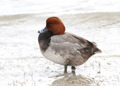 Redhead, Rockport 