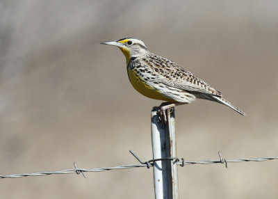 Western Meadowlark, Williamson County