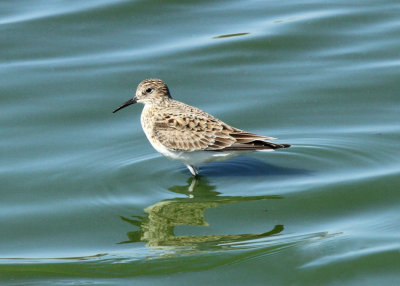 Baird's Sandpiper, Mitchell Lake