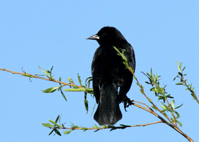 Red-winged Blackbird, Mitchell Lake