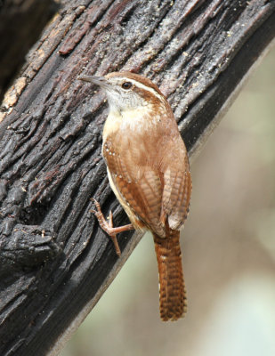 Carolina Wren, Blanco County