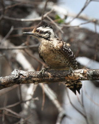 Ladderback Woodpecker