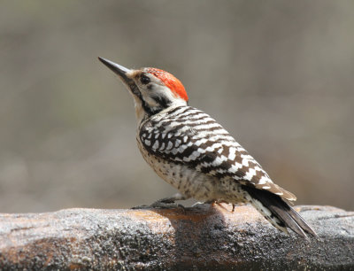 Ladderback Woodpecker