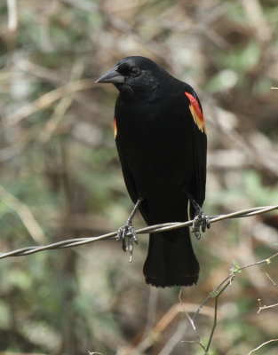 Red-winged Blackbird