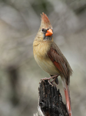 Northern Cardinal