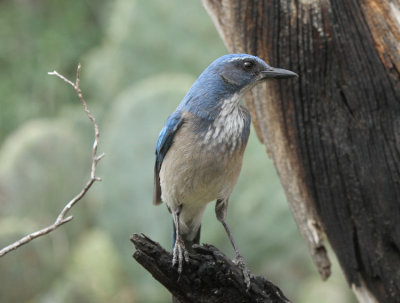 Scrub Jay, Blanco County