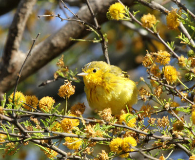 Yellow Warbler, Birding Center