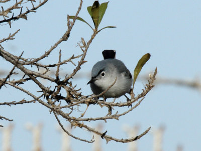 Blue-gray Gnatcatcher, Birding Center