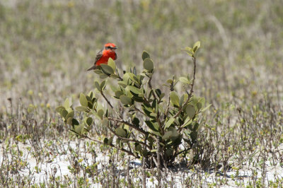 Vermilion Flycatcher, Mustang Island State Park, Day Use Area