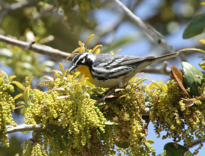 Yellow-throated Warbler, Packery Channel
