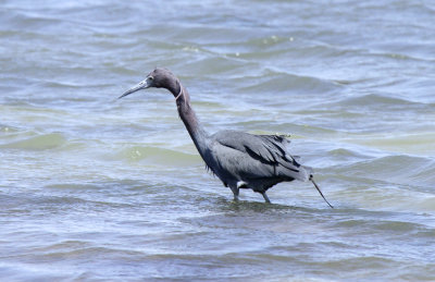 Little Blue Heron, Packery Channel
