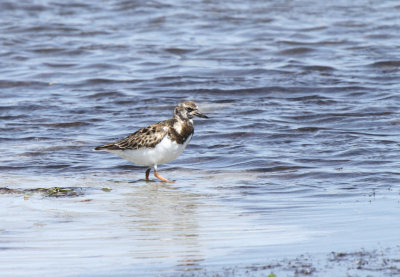 Ruddy Turnstone, Packery Channel