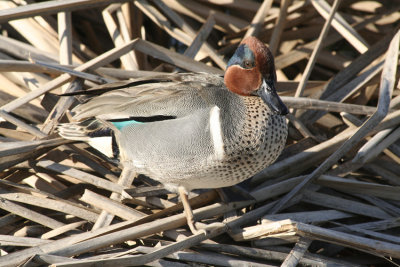 Lynn's Green-winged Teal, Birding Center