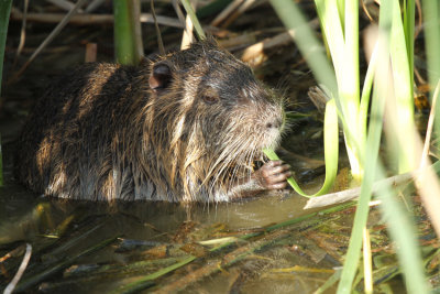 Nutria, Birding Center