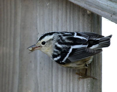 Black and White Warbler, Birding Center