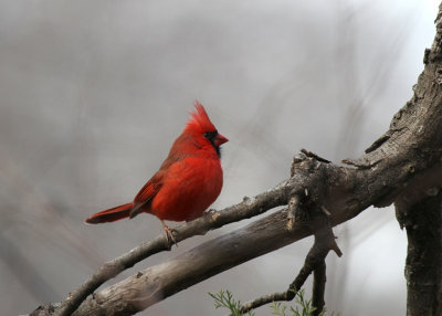 Northern Cardinal, Ennis