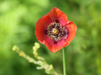 Wild Poppy along Cibolo Creek, Crescent Bend Park