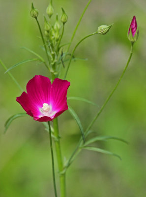 Winecup, Crescent Bend Park