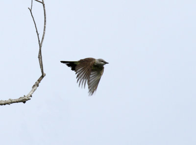 Western Kingbird, Crescent Bend Park