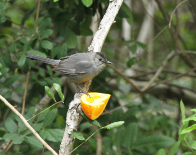 Catbird, Paradise Pond