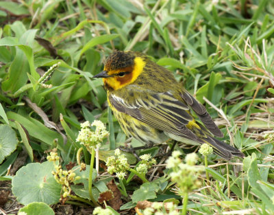 Cape May Warbler, The Willows