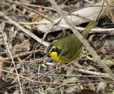 Kentucky Warbler, Paradise Pond