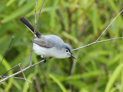 Blue-gray Gnatcatcher, The Willows
