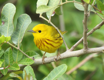 Yellow Warbler at The Willows